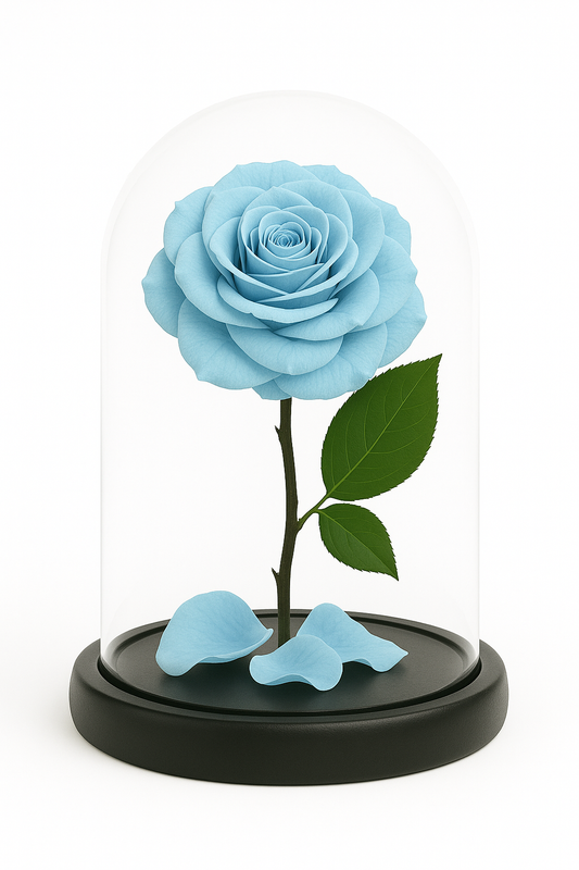 Belle in Baby Blue