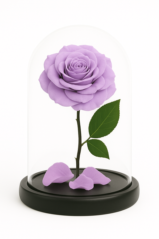Belle in Lilac